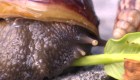 Detectan gigantescos caracoles terrestres africanos en Florida