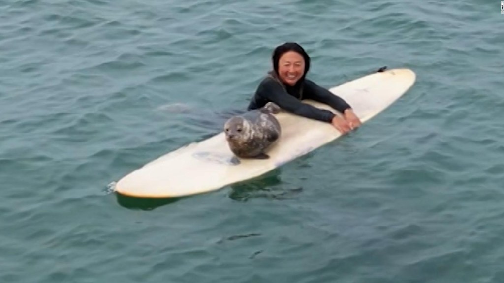 Cría de foca muestra sus habilidades para el surf