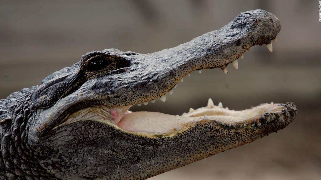 A teenager's 911 call after an alligator attack