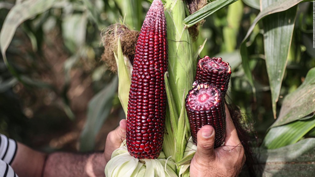 ¿Qué beneficios ofrece a la salud el consumo de maíz criollo?