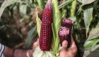 ¿Cuáles son los beneficios para la salud de recibir el consumo de maíz criollo?