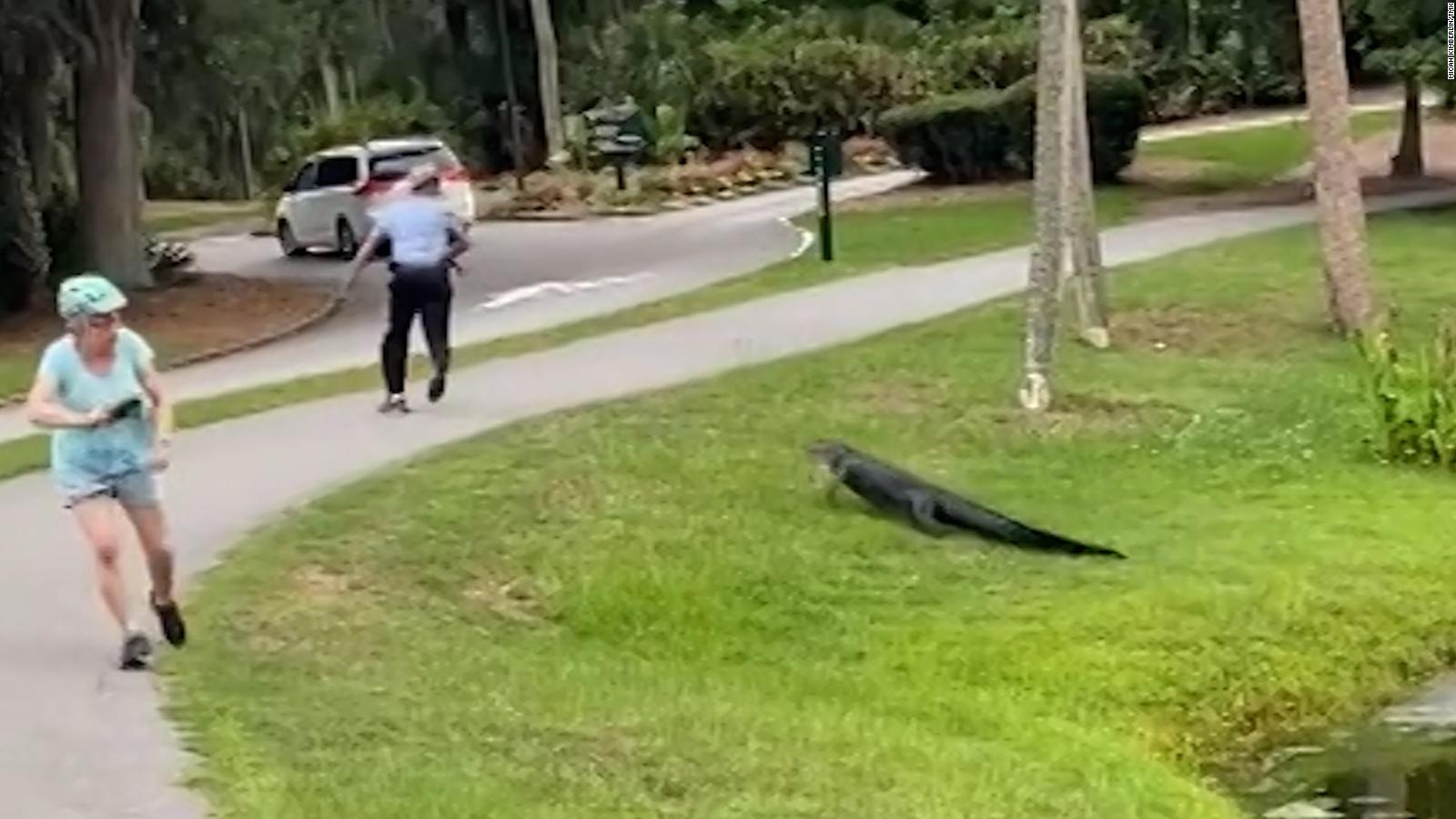 Alligator attacks fisherman on Hilton Head Island