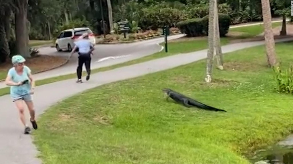 An alligator attacks a fisherman in South Carolina, USA.