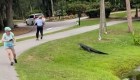 Alligator attacks fisherman in South Carolina, USA.