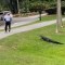 Caimán ataca a pescador en Carolina del Sur, EE.UU.