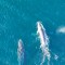 Miles de ballenas jorobadas fueron avistadas en Nueva Gales del Sur
