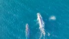 Miles de ballenas jorobadas fueron avistadas en Nueva Gales del Sur