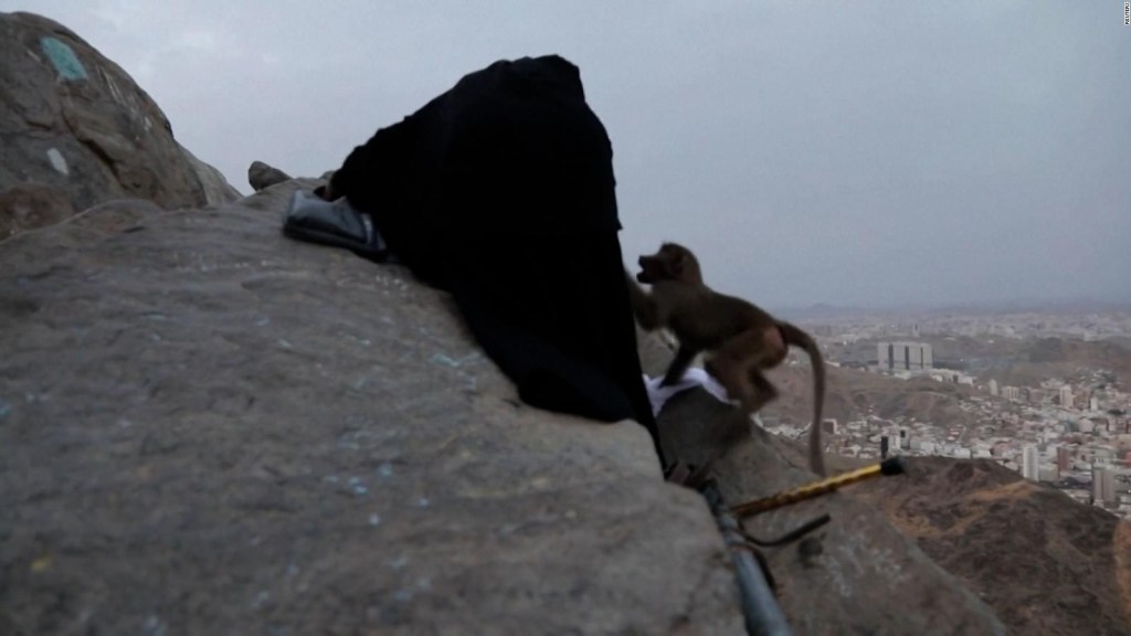 Un mono roba la ropa de los peregrinos musulmanes