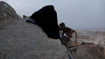 Un mono roba ropa a peregrinos musulmanes