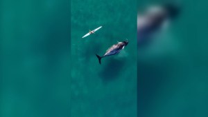 Una curiosa ballena jorobada nada junto a un kayakista