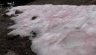 "watermelon snow"What is it and why does it appear?