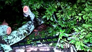 Un árbol cae y mata a un hombre durante tormenta en Atlanta