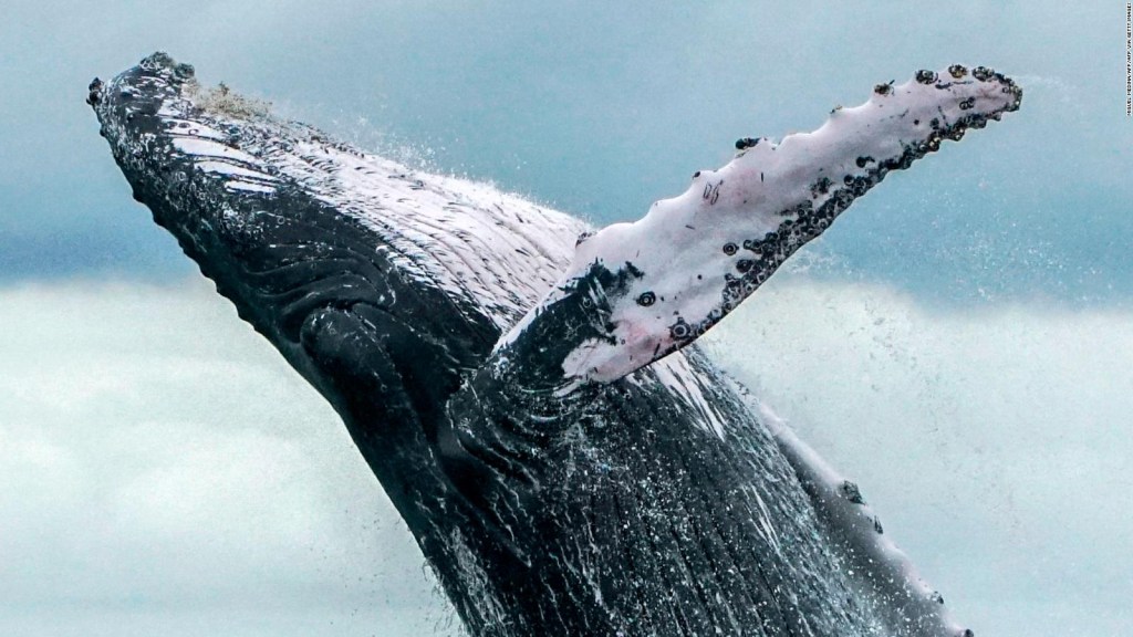 Miles de ballenas jorobadas avistadas en Australia