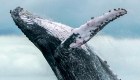Avistan a miles de ballenas jorobadas en Australia