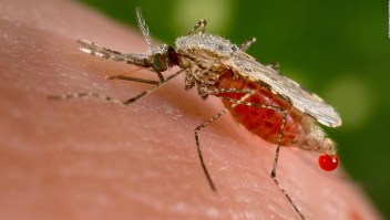 EE.UU. reporta infección de malaria dentro del país