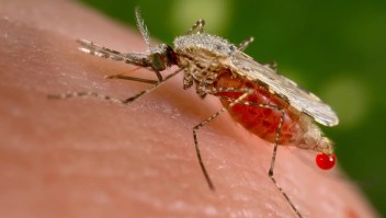 mosquitos enfermedades malaria