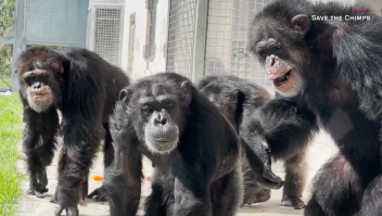 Mira la reacción de esta chimpancé al ver el cielo por primera vez