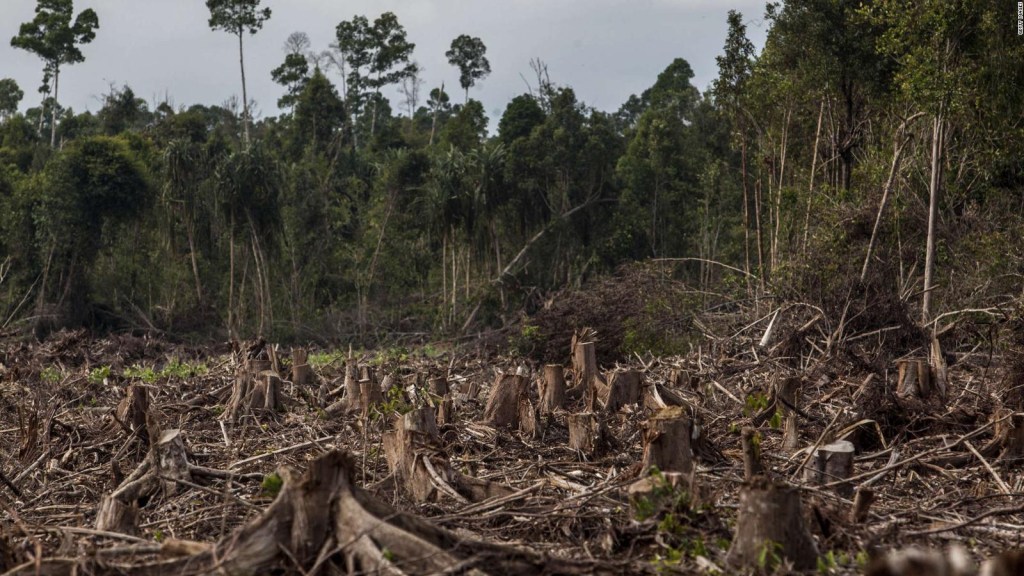 La destrucción de la selva tropical se disparó en 2022
