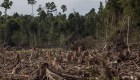 La destrucción de la selva tropical se disparó en 2022