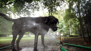 Ola de calor: recomiendan mantener frescas a mascotas