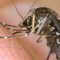 Mosquitos: los grandes ganadores del cambio climático