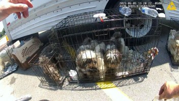 Mira cómo rescataron a 36 perritos que sufrían un sofocante calor