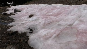 La nieve en partes de Utah ha aparecido roja en un fenómeno apodado "nieve de sandía". (Crédito: KSTU)