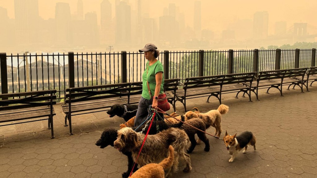 Mascotas en aire contaminado por humo