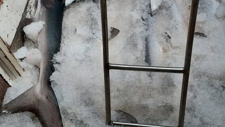Foto que muestra aletas de tiburón desprotegidas por las autoridades brasileñas.  (Foto: Twitter @mmeioambiente)
