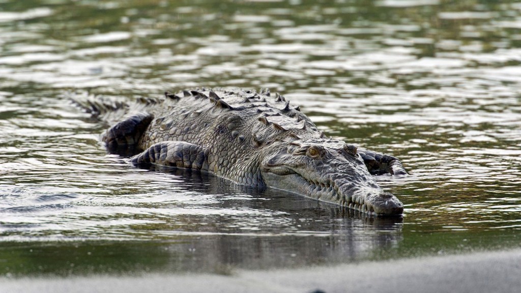 Un cocodrilo americano (Crocodylus acutus) en Sirena, Parque Nacional Corcovado, provincia de Puntarenas, Costa Rica. Un nuevo estudio ha descubierto que la especie es capaz de procrear mediante partenogénesis. (Crédito: BROKER/Alamy Stock Photo)