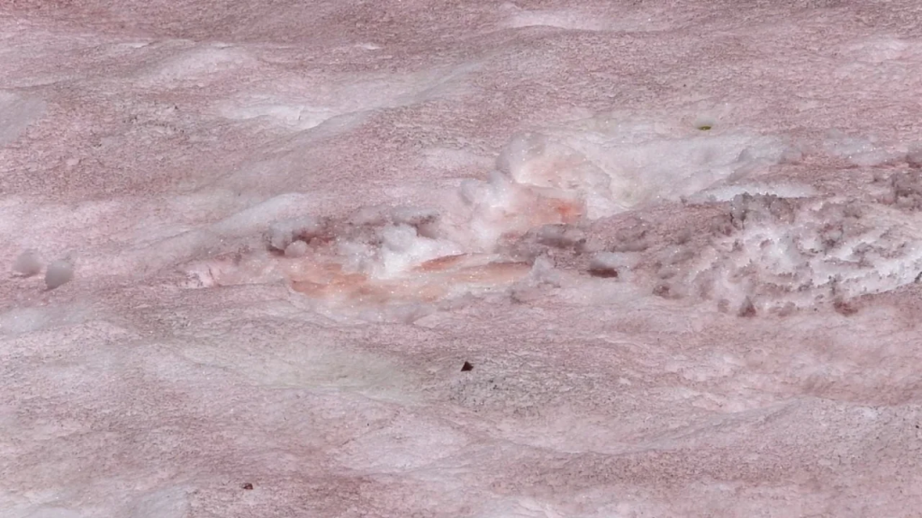Nieve rosa en el condado de Cache, Utah, en una imagen del miércoles 21 de junio de 2023. (Crédito: KSTU)