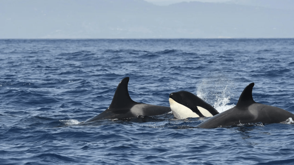 Una manada de orcas (Orcinus orca) nada junta en el Estrecho de Gibraltar en agosto.  La subpoblación de 40 orcas del Estrecho se encuentra en peligro crítico, según la Unión Internacional para la Conservación de la Naturaleza.  (Foto: FLPA/Shutterstock/Archivo)