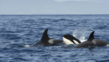 Una manada de orcas (Orcinus orca) nada junta en el Estrecho de Gibraltar en agosto. La subpoblación de 40 orcas del Estrecho está en peligro crítico, según la Unión Internacional para la Conservación de la Naturaleza. (Foto: FLPA/Shutterstock/Archivo)