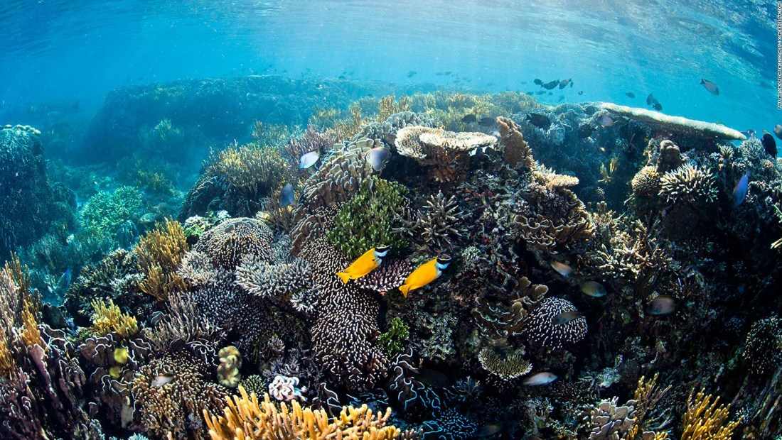 El impacto del calentamiento de océanos en la vida marina