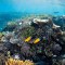 Los arrecifes de coral de EE.UU. están en peligro: ¿por qué?