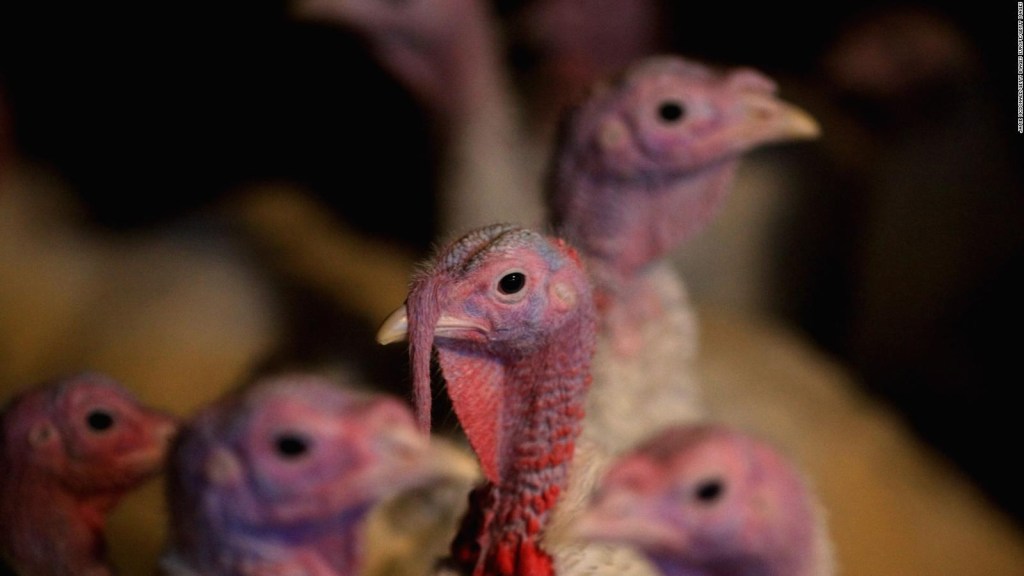 WHO: Avian flu would be a risk for humanity