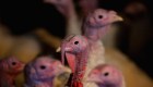 OMS: Gripe aviar sería un riesgo para la humanidad