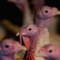 OMS: La gripe aviar sería un riesgo para la humanidad