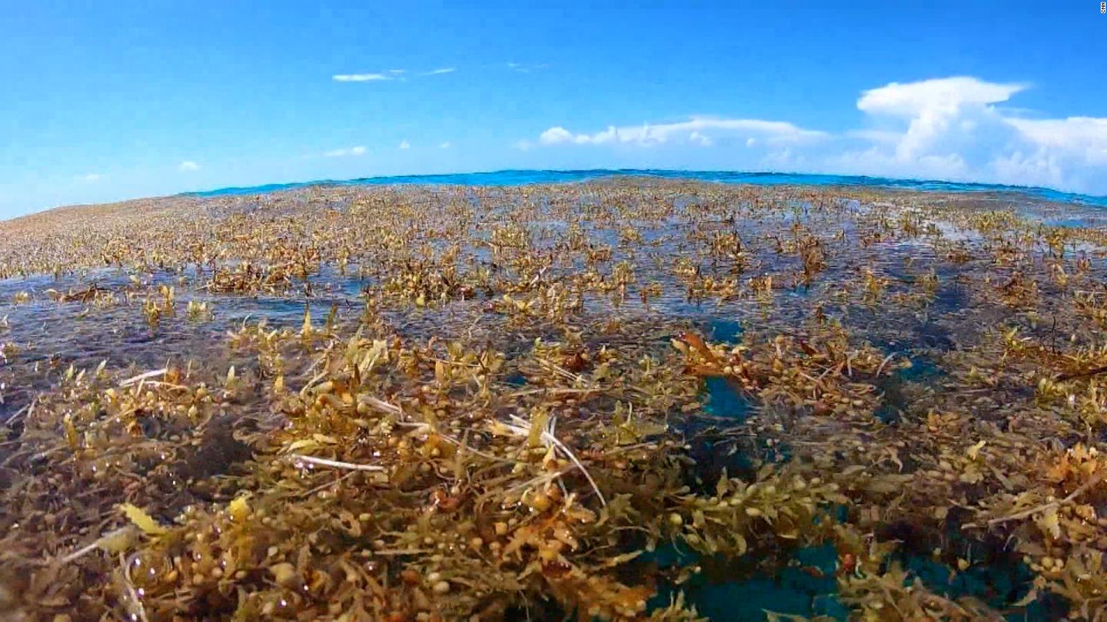 Koniec sargassum?  Naukowcy mają kilka hipotez dotyczących gwałtownego spadku liczebności tych alg morskich