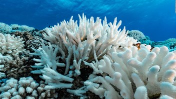 Las altas temperaturas ponen en riesgo los corales de la Florida
