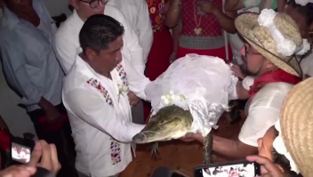 Mira este antiguo ritual mexicano: alcalde se casa con cocodrilo