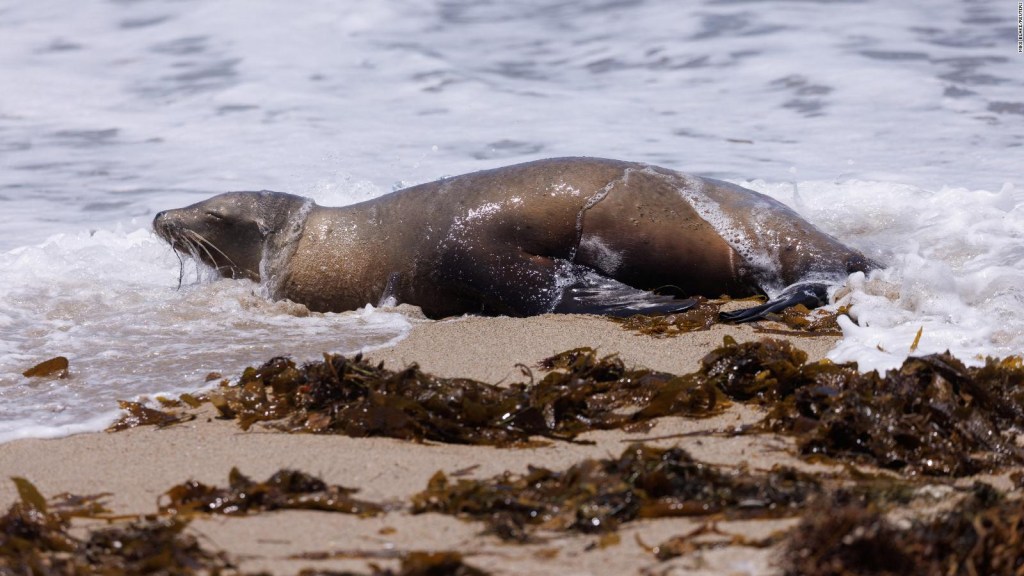 Alert about sea lions infected with dangerous toxin in California