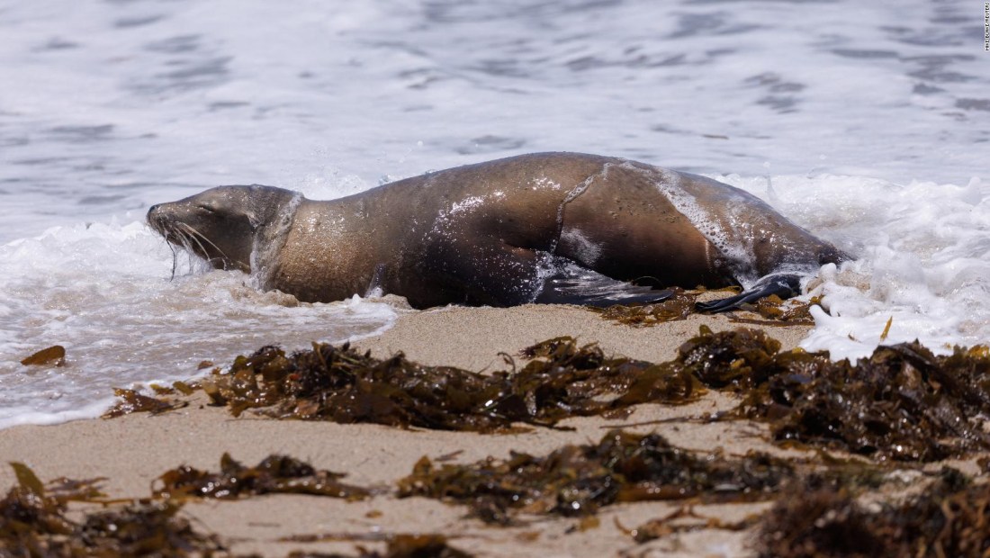 Alertan sobre leones marinos infectados con toxina peligrosa en California