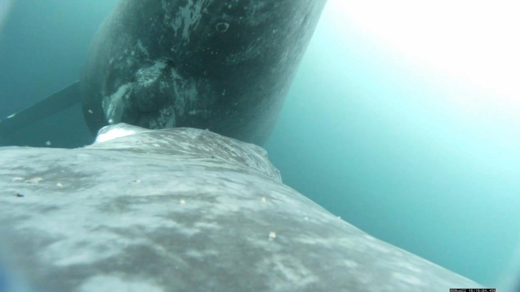 Científicos atrapan a una ballena amamantando a su cría