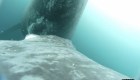Científicos captan a una ballena amamantando a su cría