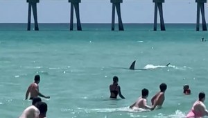 Vigilan playas de Long Island tras posibles ataques de tiburones