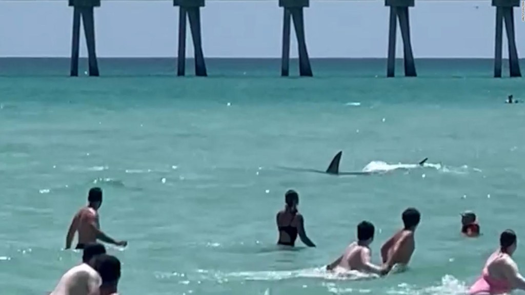 Tiburón hace huir a los bañistas de una playa en Florida