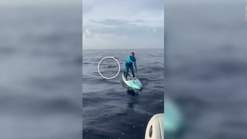 A shark stalks a woman who was paddle boarding