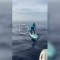 Un tiburón acecha a una mujer que hacía surf de remo