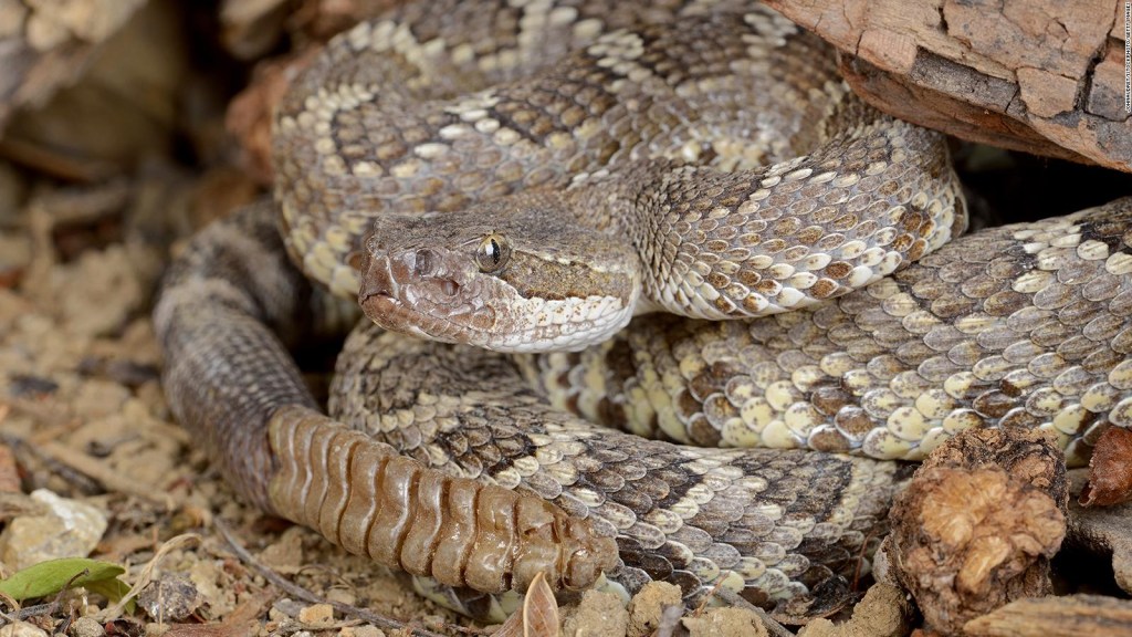 ¿Sabes cómo calmar a una serpiente estresada?